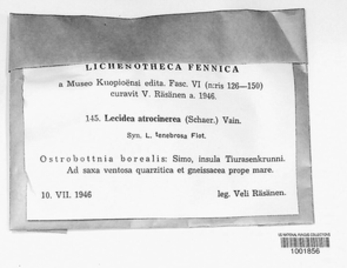 Helmutiopsis atrocinerea image
